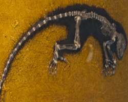 It is an important place to helped the world to le It is an important place to helped the world to learn and identify the living atmosphere of the Eocene in a period of 57 million to 36 million years b